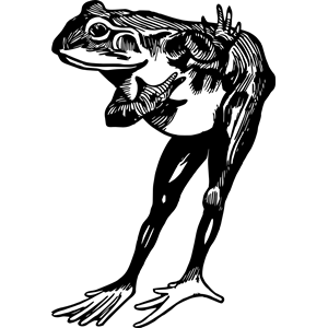 Frog 7