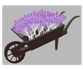 Wheel-barrow-lavender