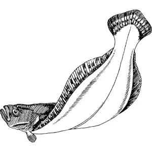 Flatfish Clipart