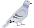 Pigeon 02
